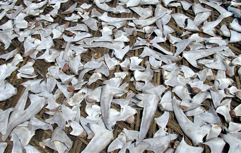 Global demand for dried fins drives the overfishing of sharks and rays_WCS BD .JPG